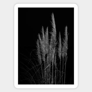 Vertical pampas grass on black background. Sticker